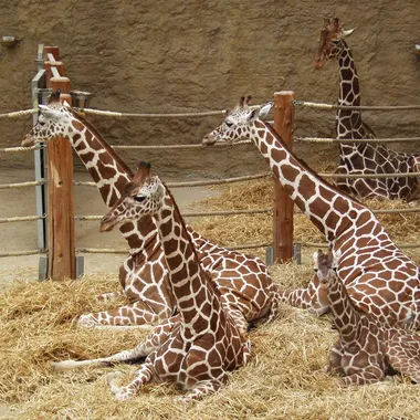 Zoo Duisburg - Netzgiraffen - Reticulated giraffe - Giraffa camelopardalis reticulata