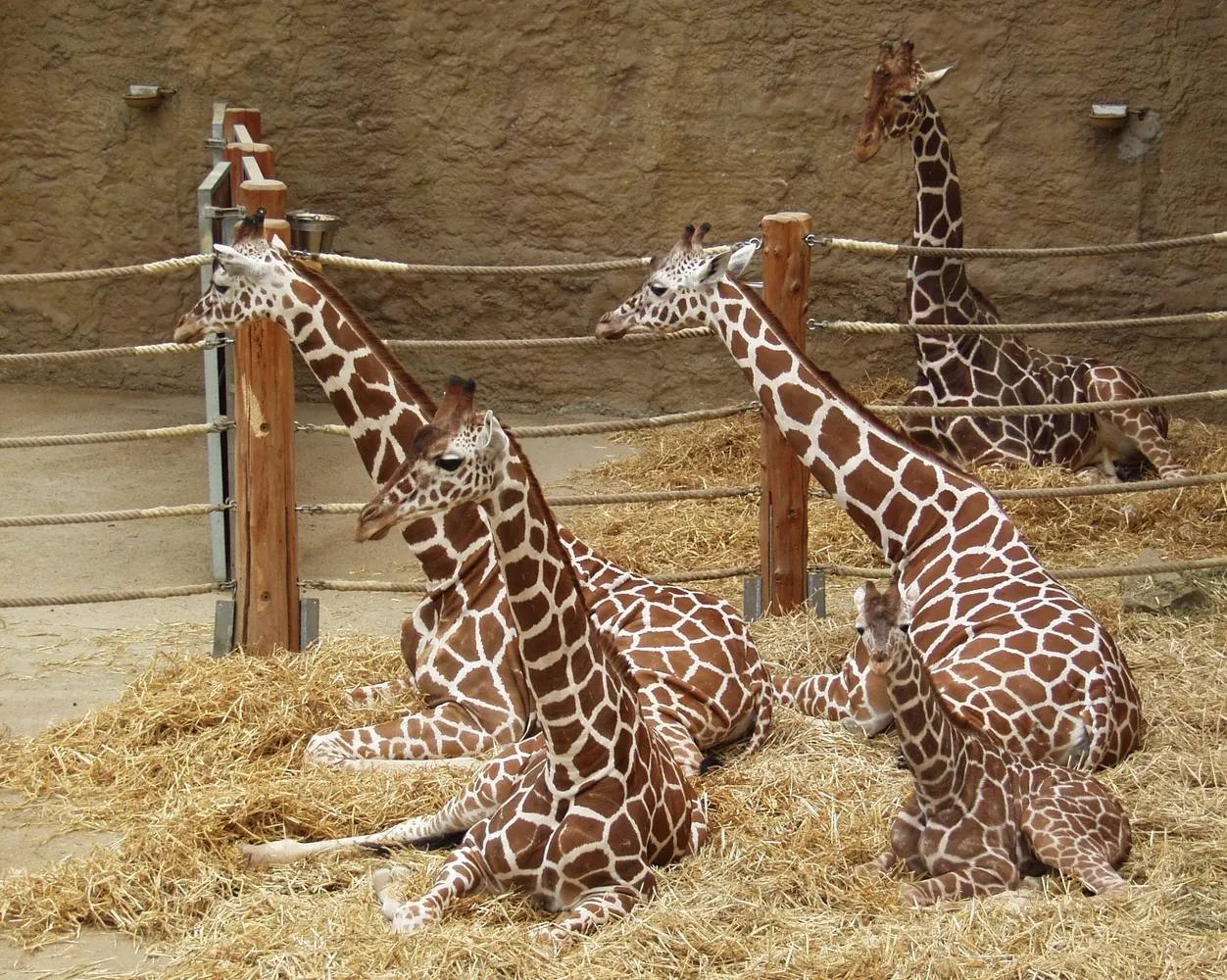 Zoo Duisburg - Netzgiraffen - Reticulated giraffe - Giraffa camelopardalis reticulata