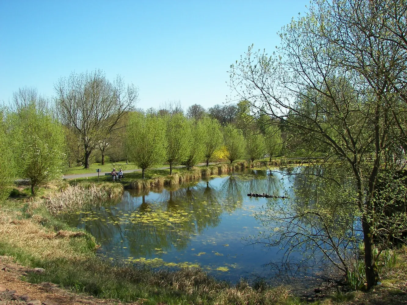 Botanischer Garten - Neuer Botanischer Garten - Teich 002