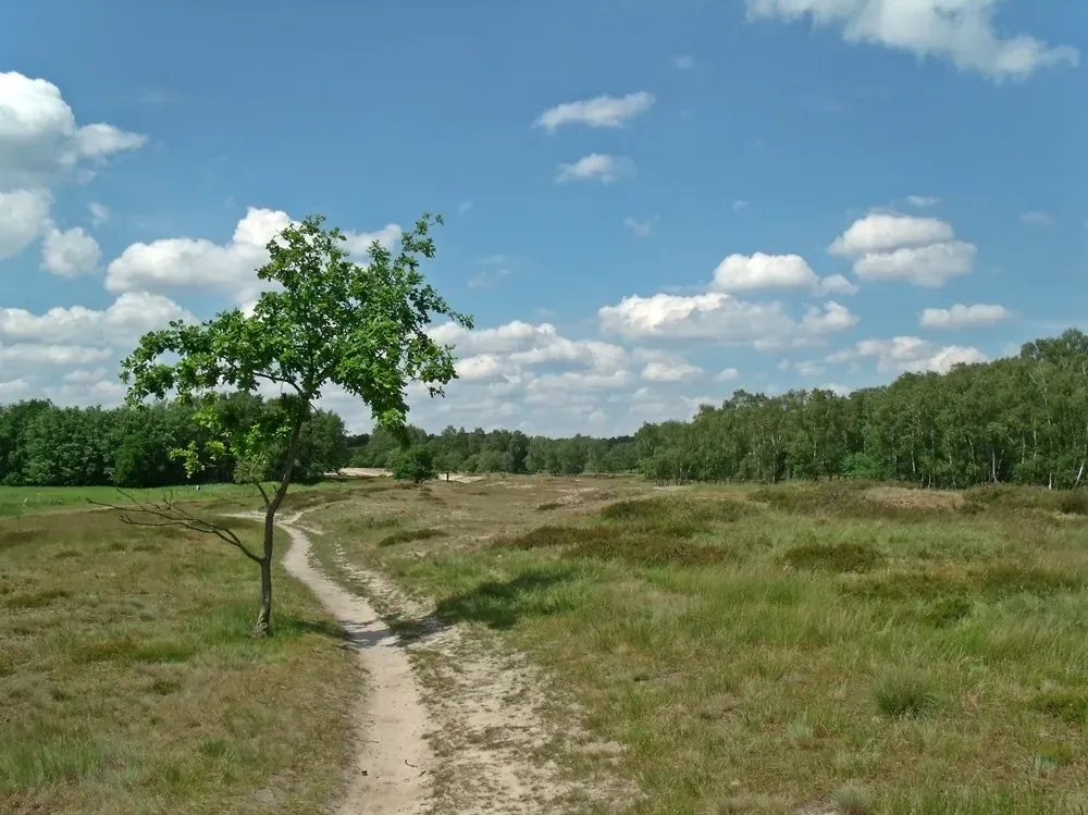 Boberger Dünen - NSG Boberger Niederung der Dünenweg