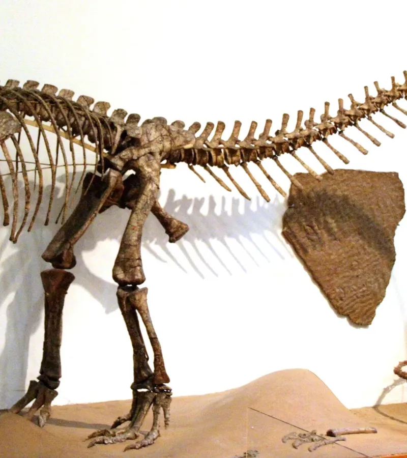 Paleontological Museum Tübingen