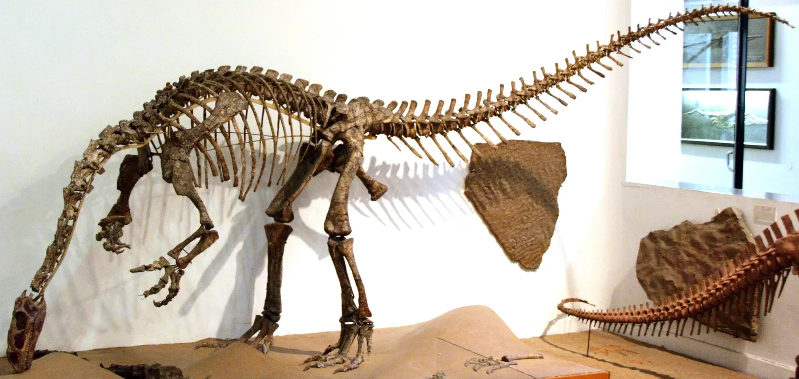 Paläontologische Museum - Plateosaurus Skelett 1