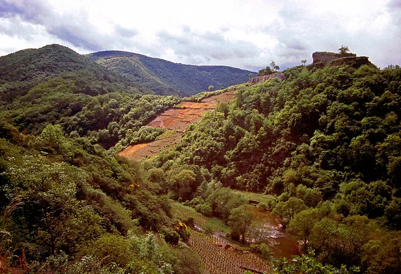 Rotweinwanderweg - Rotweinwanderweg(gwz)