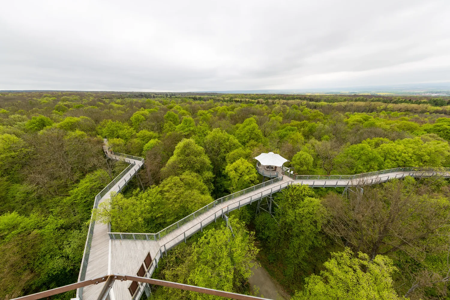 Nationalpark Hainich - Schönstedt, Nationalpark Hainich, Baumkronenpfad -- 2017 -- 7458