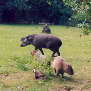 Dortmunder Zoo - Südamerika-Wiese