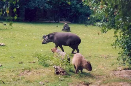 Dortmunder Zoo - Südamerika-Wiese