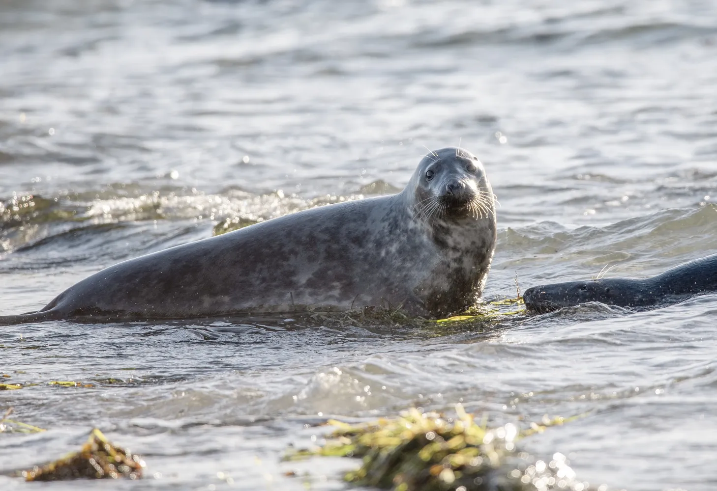 Helgolander Kegelrobben - Two seals in the water