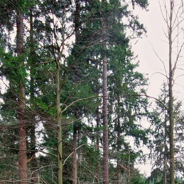 Höchster Baum Deutschlands - Waldtraut vom Mühlwald (Freiburg) 5082