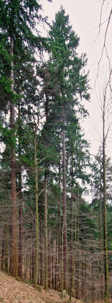 Höchster Baum Deutschlands - Waldtraut vom Mühlwald (Freiburg) 5082