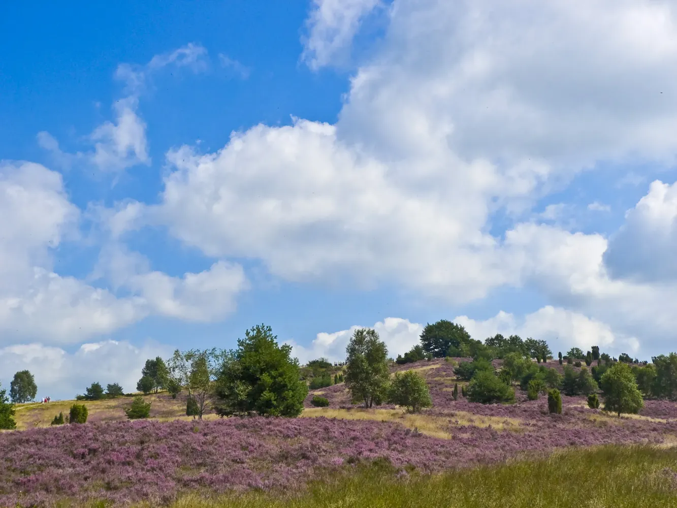 Wilseder Berg - Wilseder Berg 006